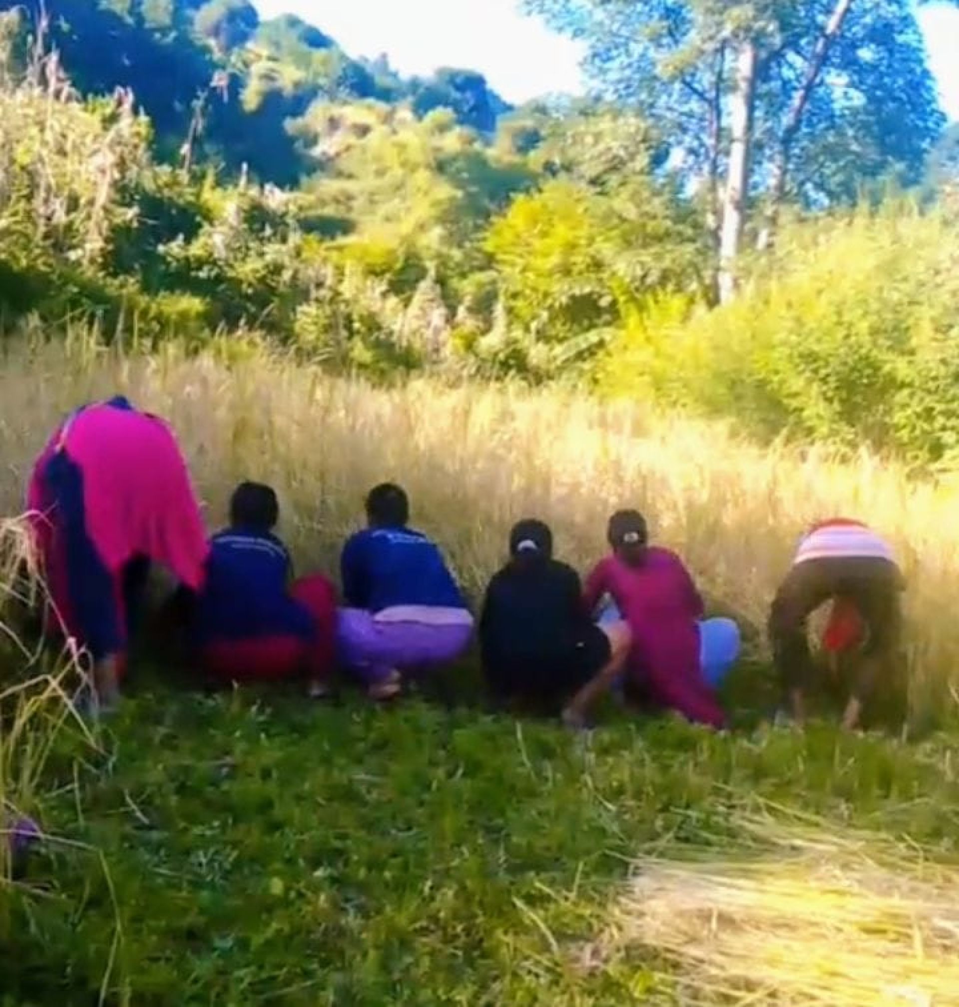 बाजुरामा बालीनाली भित्र्याउन भ्याइनभ्याई, किसानलाई चाडबाड भन्दा काम प्यारो